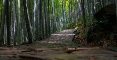 bosque de bambú representando crecimiento personal y hábitos pequeños