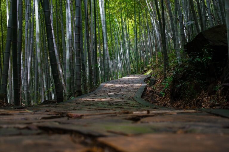 bosque de bambú representando crecimiento personal y hábitos pequeños