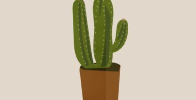 Cactus en maceta sobre una mesa, mostrando su forma y textura, ideal para decoración y jardinería en casa.