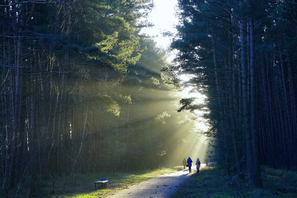 Personas caminando por un bosque iluminado simbolizando el crecimiento personal
